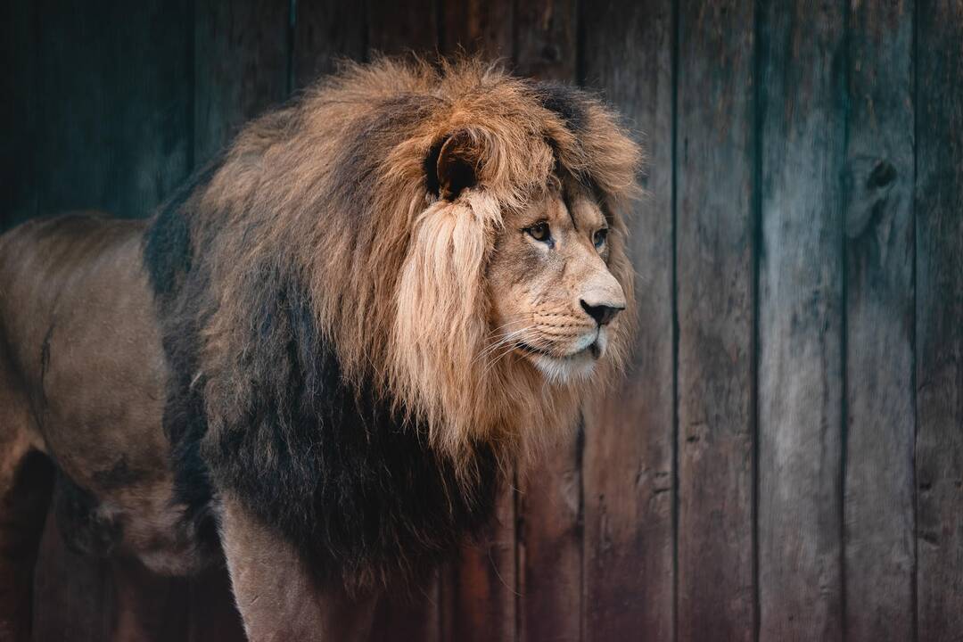 Liūtų diena zoologijos sode