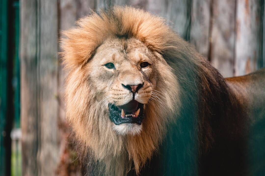 Liūtų diena zoologijos sode