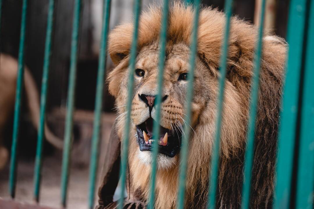 Liūtų diena zoologijos sode
