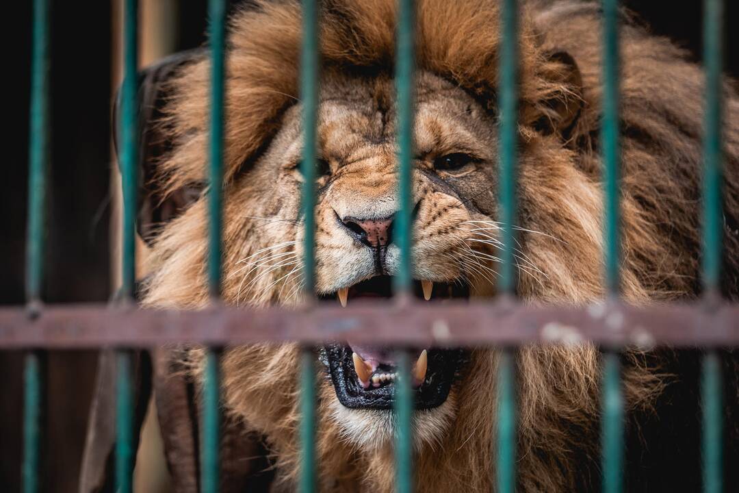 Liūtų diena zoologijos sode