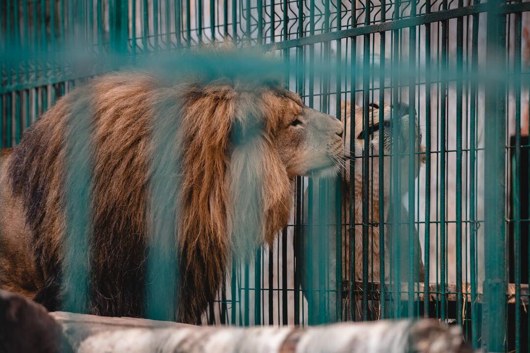 Liūtų diena zoologijos sode
