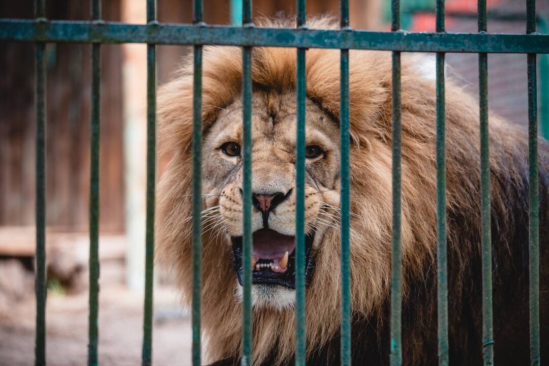 Liūtų diena zoologijos sode