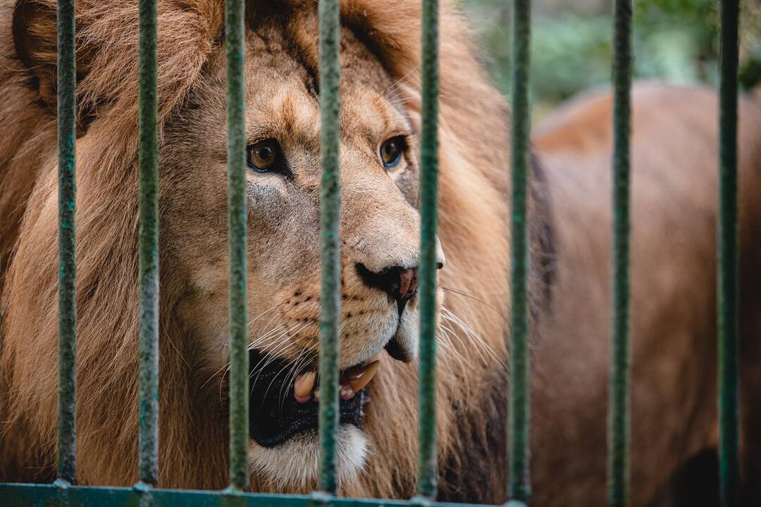 Liūtų diena zoologijos sode
