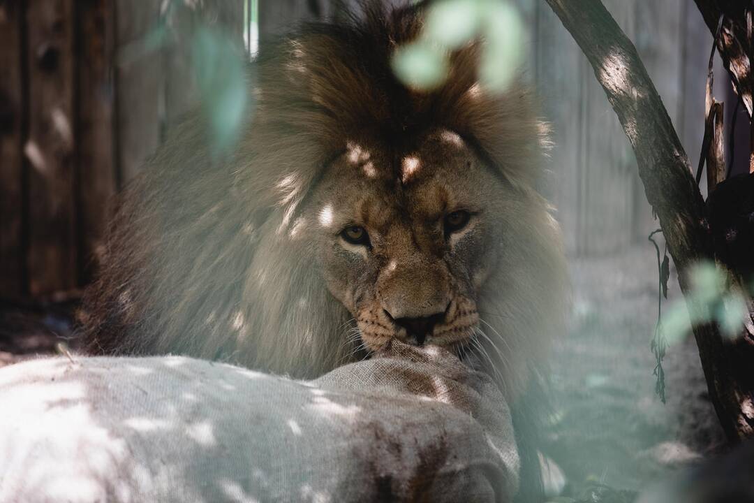 Liūtų diena zoologijos sode