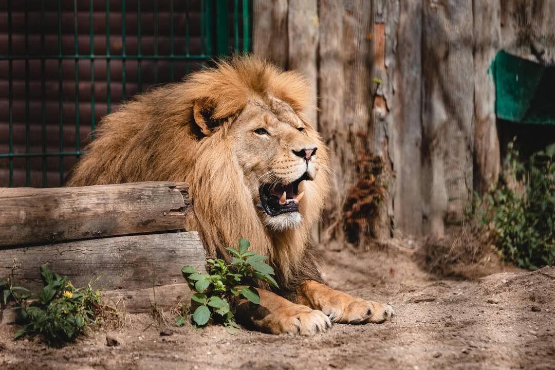 Liūtų diena zoologijos sode