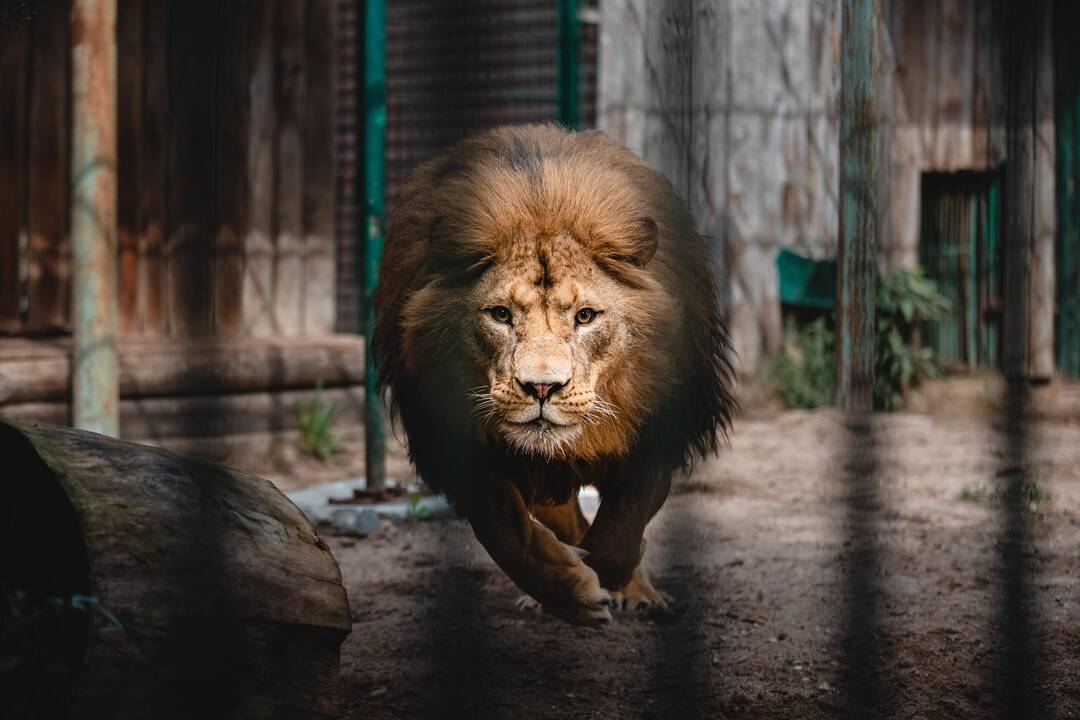 Liūtų diena zoologijos sode