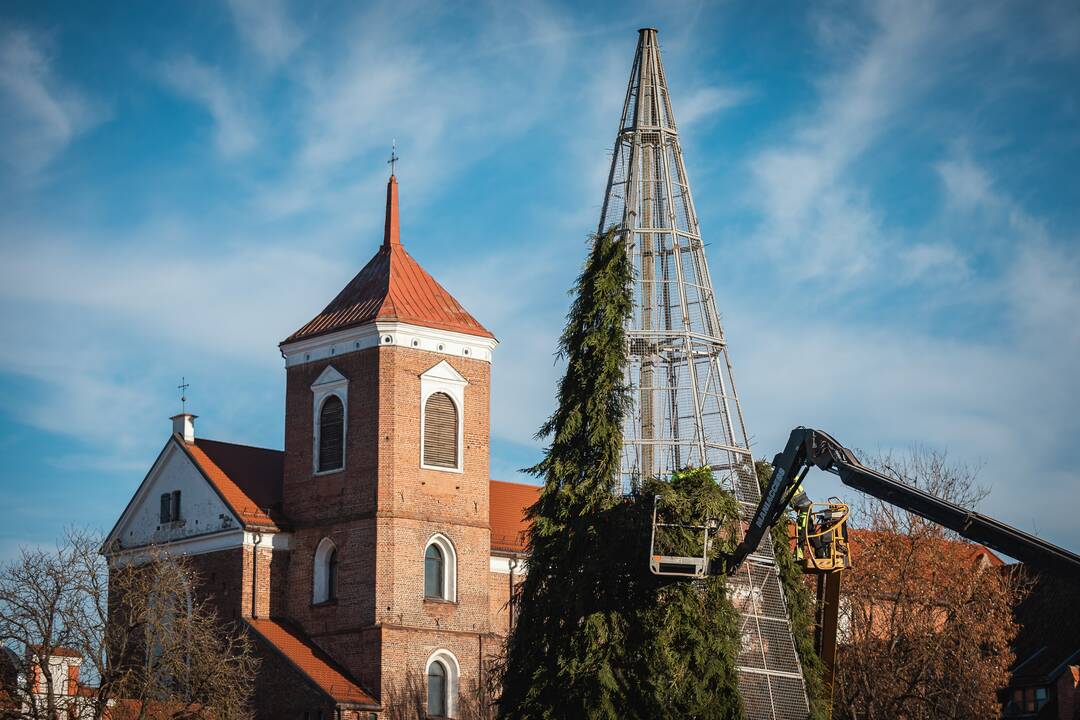 Pagrindinė Kauno Kalėdų eglė įgauna kontūrus
