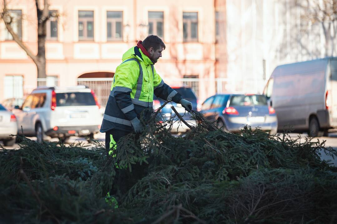 Pagrindinė Kauno Kalėdų eglė įgauna kontūrus