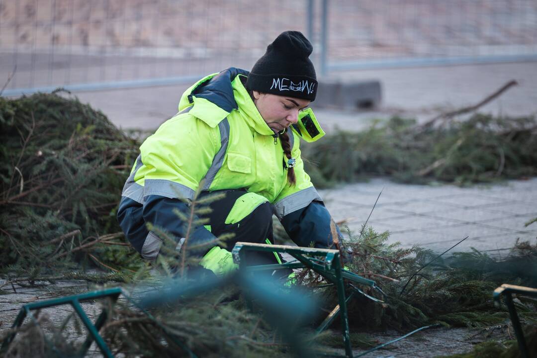 Pagrindinė Kauno Kalėdų eglė įgauna kontūrus