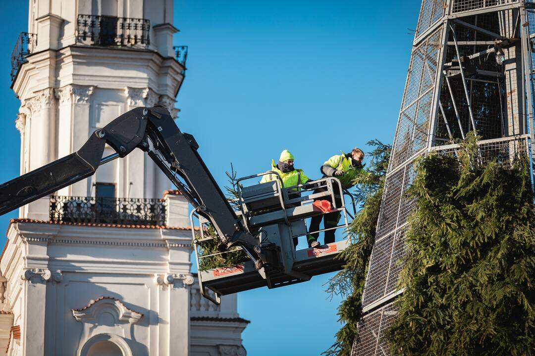 Pagrindinė Kauno Kalėdų eglė įgauna kontūrus