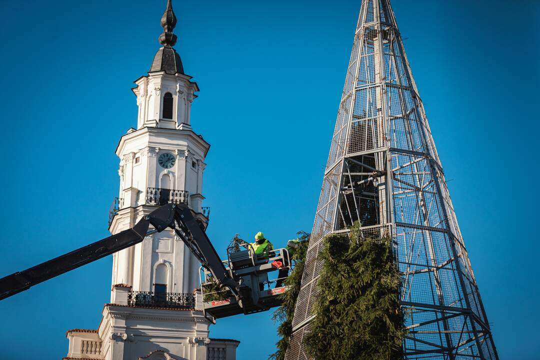 Pagrindinė Kauno Kalėdų eglė įgauna kontūrus