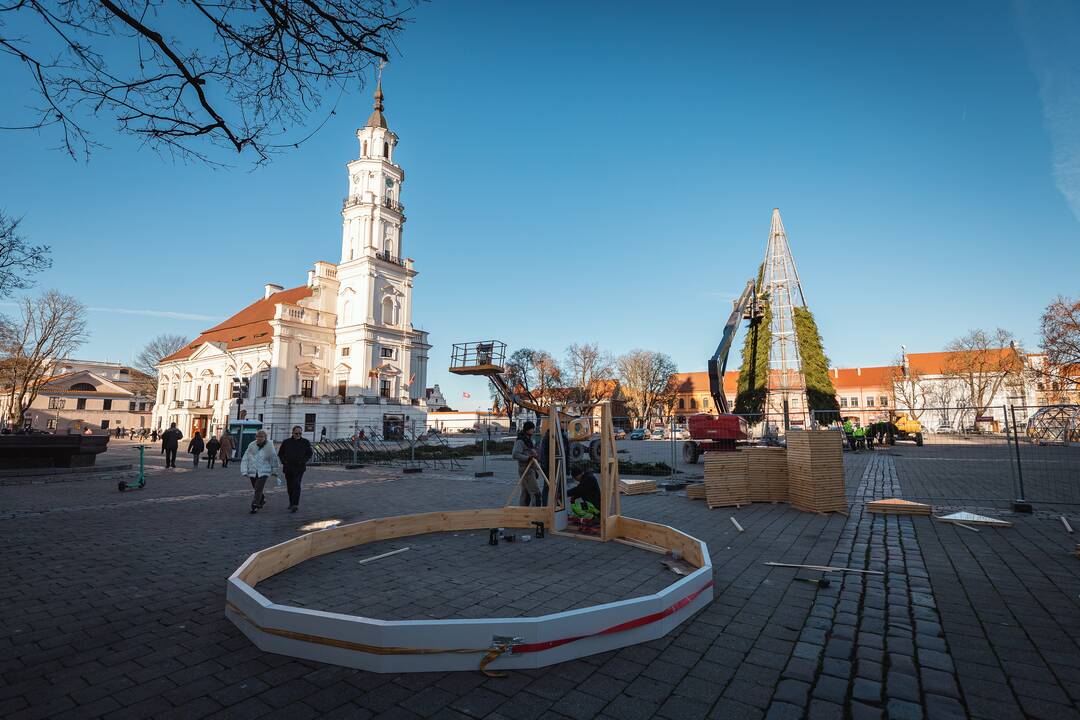 Pagrindinė Kauno Kalėdų eglė įgauna kontūrus