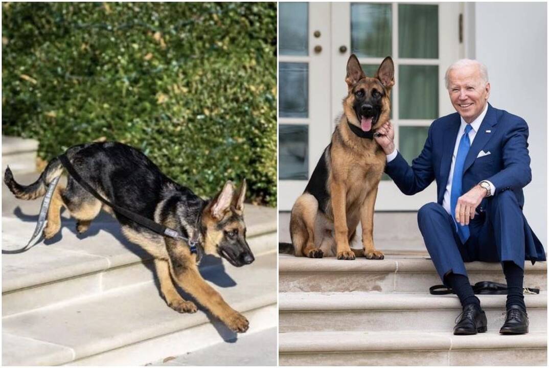 J. Bideno šuo įkando dar vienai Slaptosios tarnybos pareigūnei