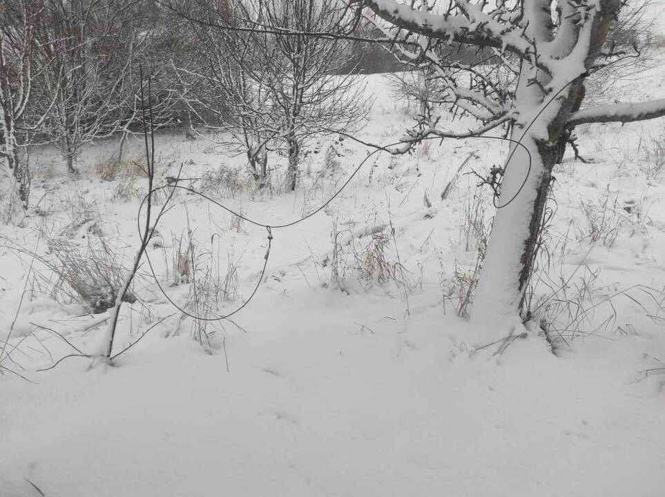 Brakonieriui už kilpa sugautą tauriojo elnio jauniklį gresia susimokėti beveik 7 tūkst. eurų