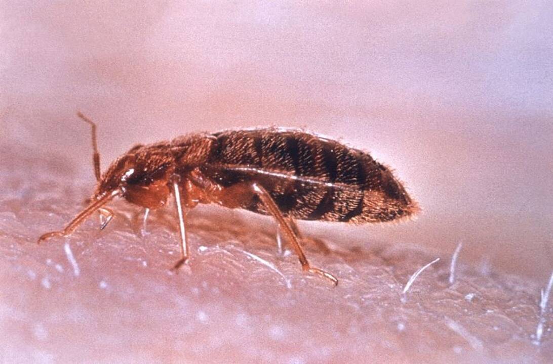 Asociatyvi nuotr.
