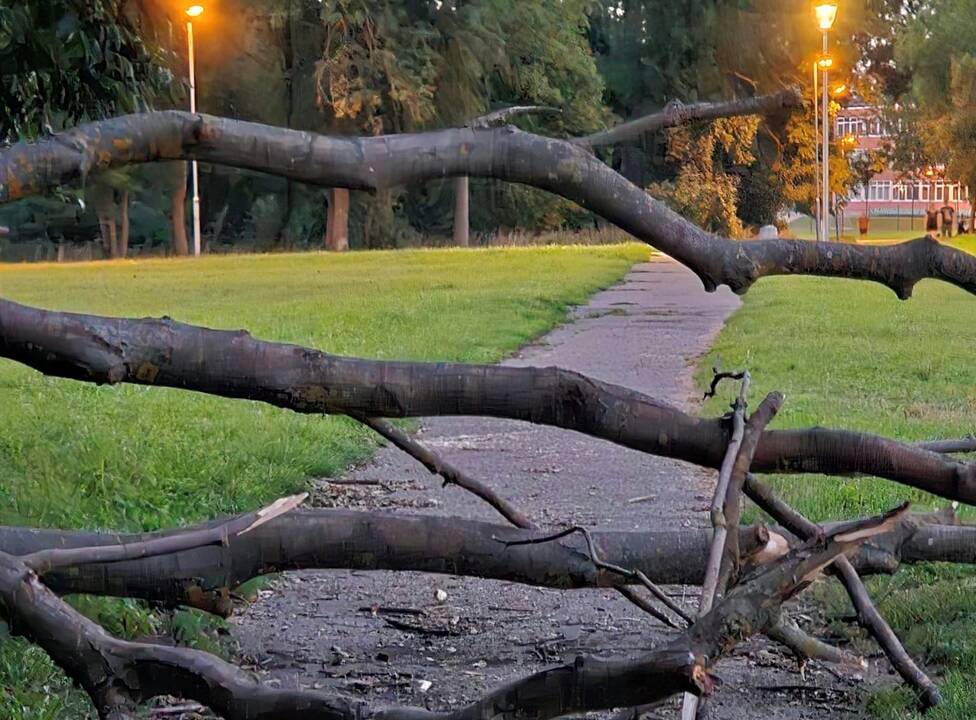 Trukdė: ant tako gulėjęs medis mero pastangomis buvo pašalintas.