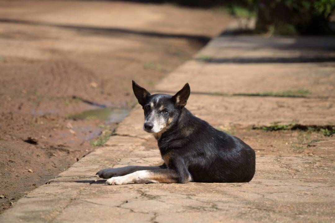 Asociatyvi nuotr.