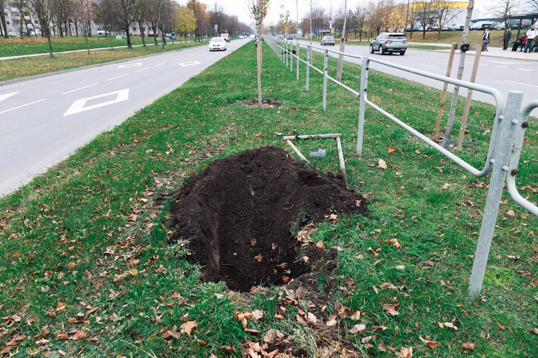 Pakeis: Šiaurės prospekte teks atsodinti pusę medelių.