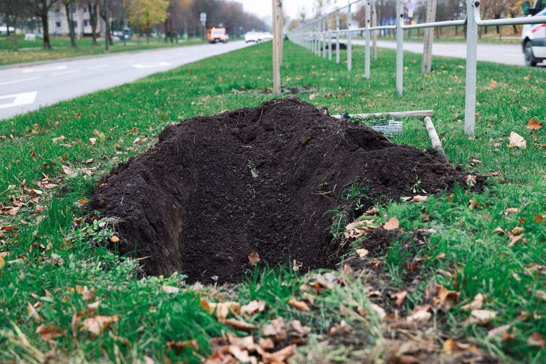 Pakeis: Šiaurės prospekte teks atsodinti pusę medelių.