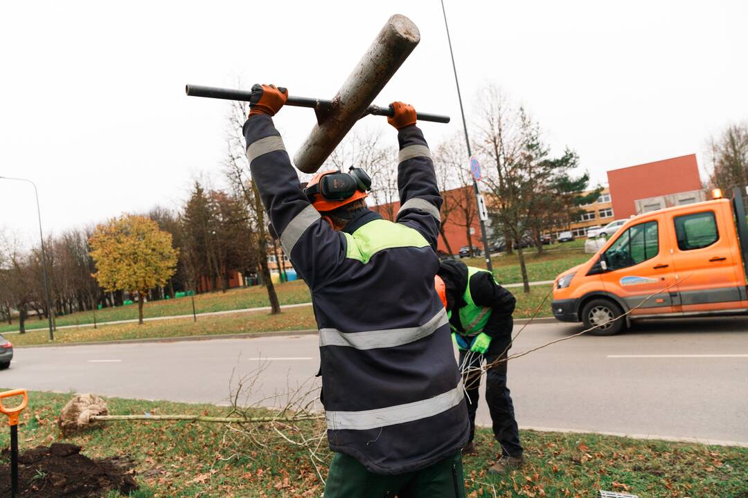 Pakeis: Šiaurės prospekte teks atsodinti pusę medelių.