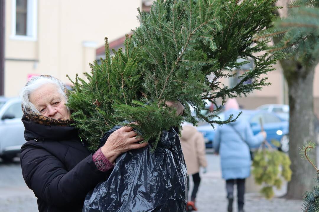Akimirka: dešimtys klaipėdiečių puolė prie atvykusių miškininkų pasiimti eglišakių.