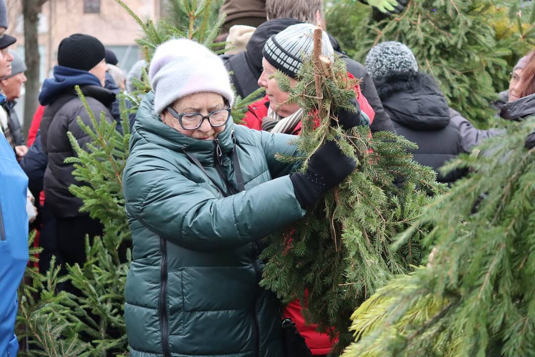 Akimirka: dešimtys klaipėdiečių puolė prie atvykusių miškininkų pasiimti eglišakių.
