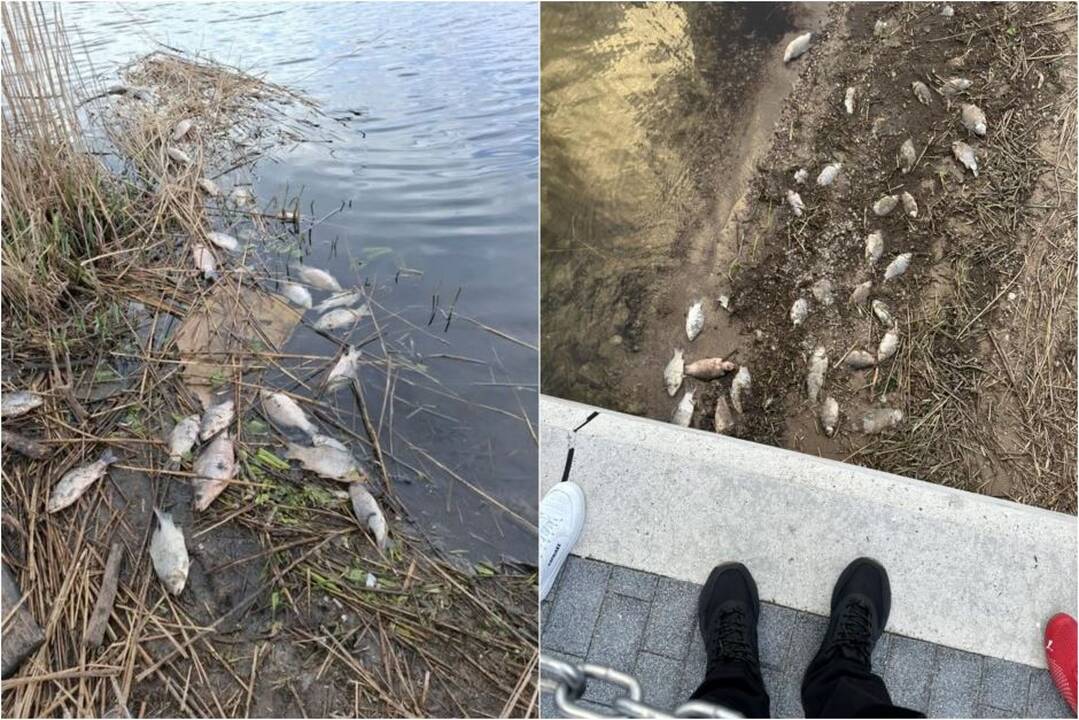 Mariose – masinis žuvų kritimas: aplinkosaugininkai skelbia tyrimo rezultatus