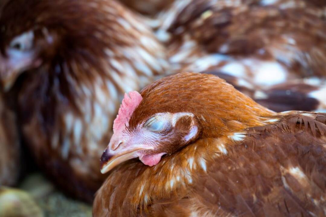 Šilutė paskelbė lokalią ekstremalią situaciją (atnaujinta)