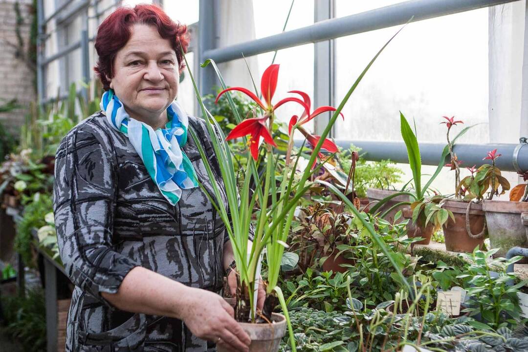 Botanikos sode net žiemą pilna žiedų