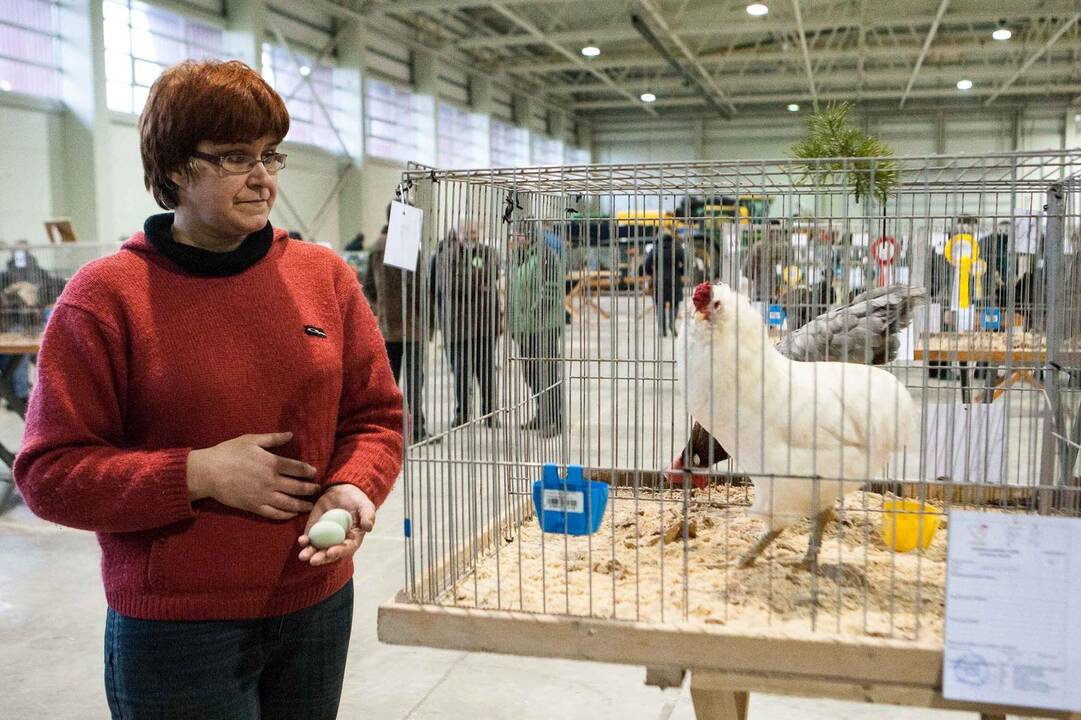 Naminių paukščių paroda