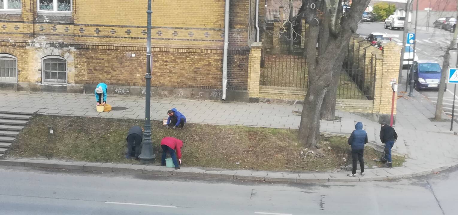 Smalsumas: sodinami krokai praeiviams sukėlė daug klausimų.