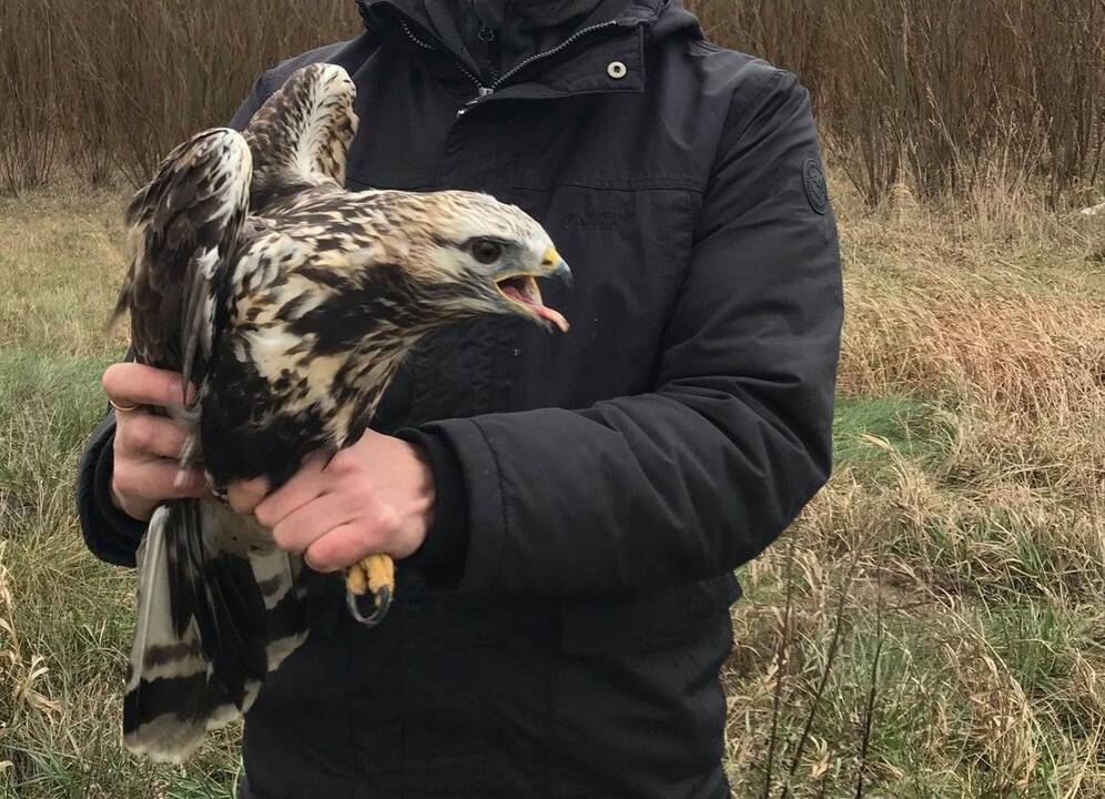 Rezultatas: tris dienas stebėtas tūbuotasis suopis papuolė į ornitologų rankas ir buvo sužieduotas.