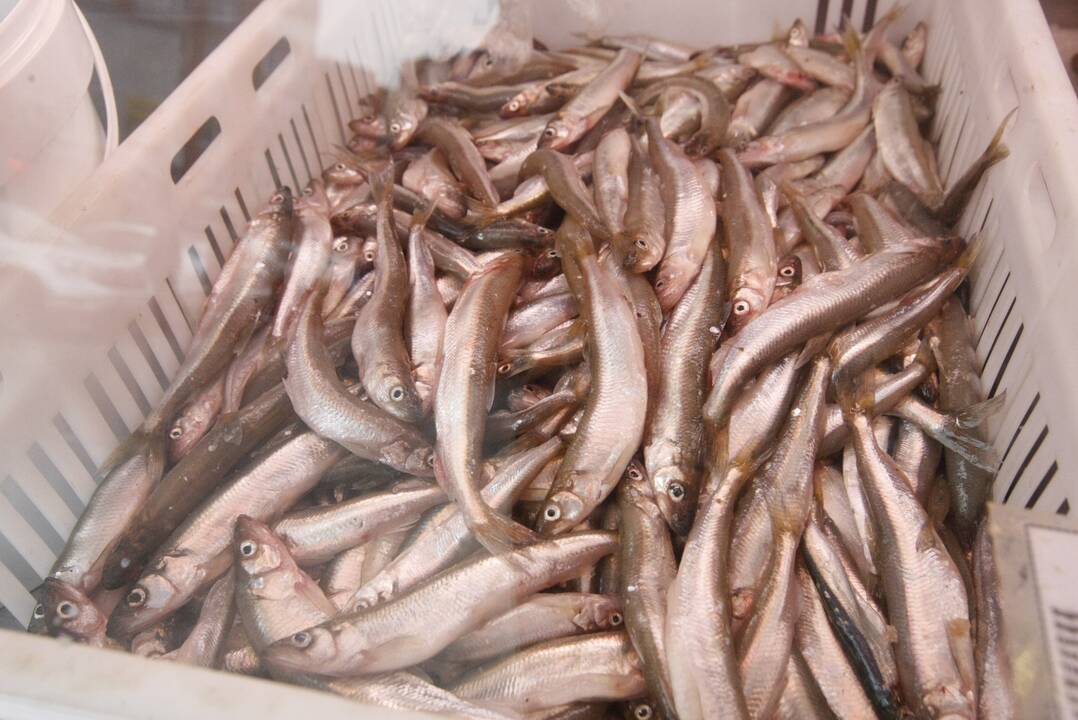 Kaina: turguje už stintų kilogramą prašoma nuo 6,5 iki 7,5 euro.