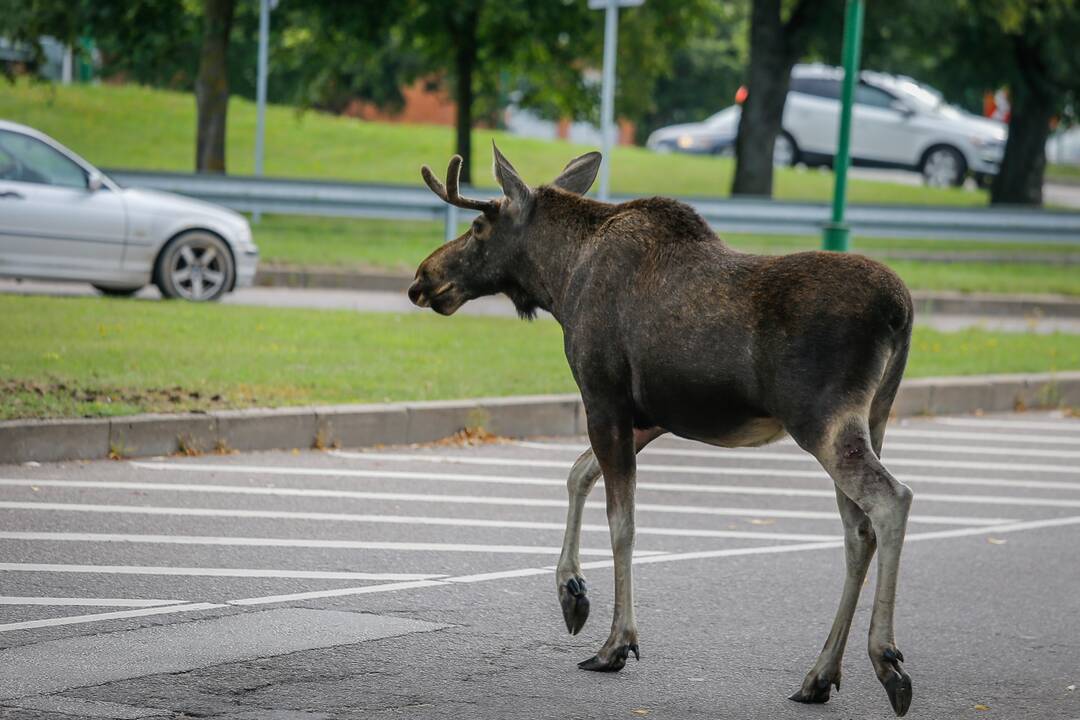 Simbolis: briedžiai yra šio krašto gyvūnai, jų galima sutikti net Klaipėdos gatvėse.
