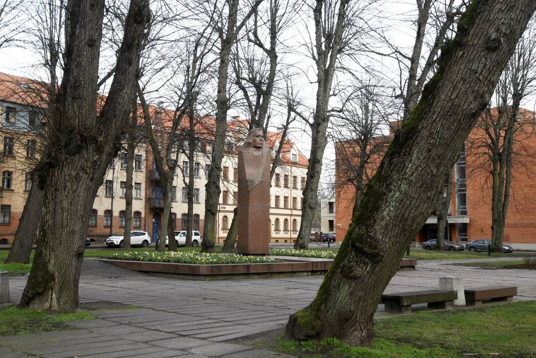 Padėtis: pasvirusias K.Donelaičio skvero liepas nuspręsta paramstyti, o nukirsti teks penkis iš vidaus supuvusius medžius.