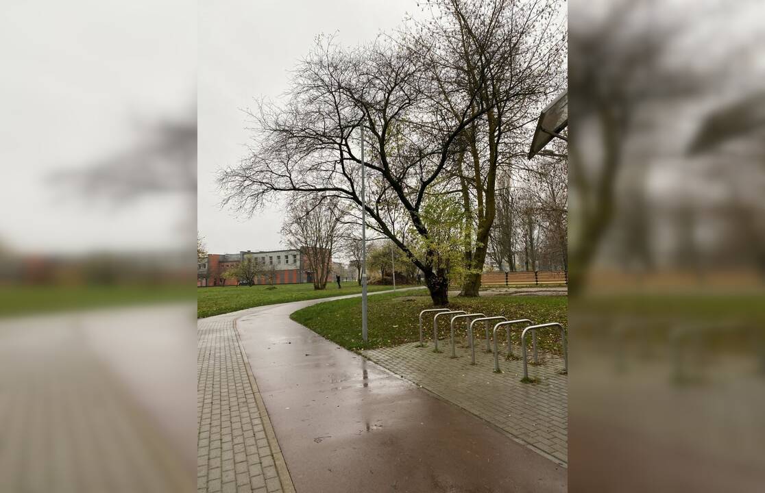 Naudojasi: šiuo pėsčiųjų taku kiekvieną dieną žingsniuoja daugybė Žvejybos uosto rajono gyventojų.