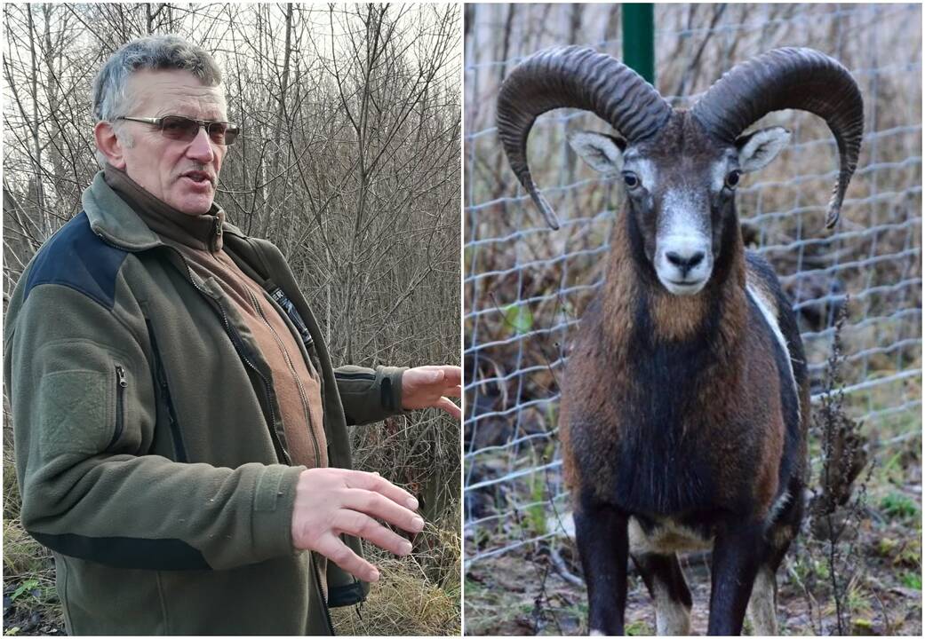 Liudijimas: A.A.Surdokas pavasarį rado vilkų nudobtą mufloną už aptvaro ribų.