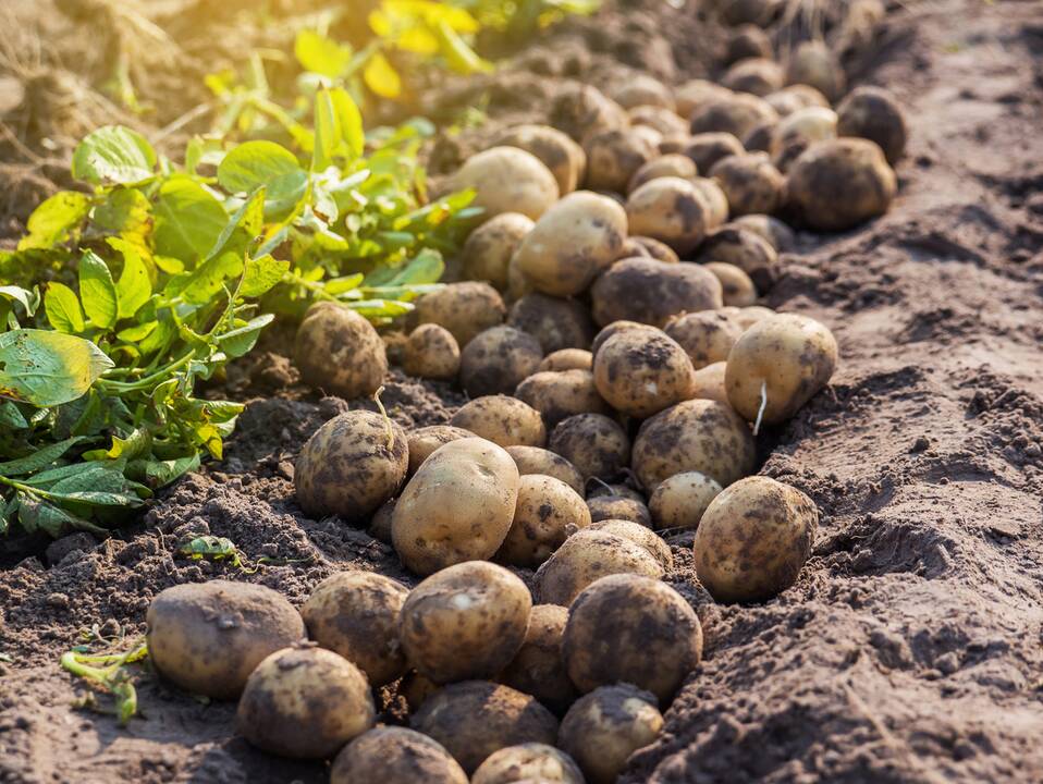 Gauta pagalba padėjo atsitiesti ir net planuoti plėtrą