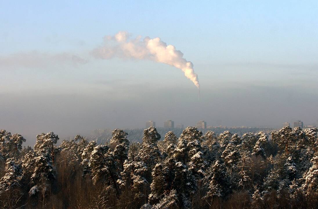 ES uždraudžia miškų naikinimą skatinančių produktų importą