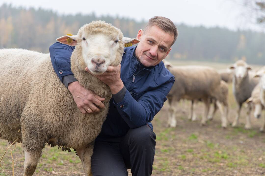 Praktika: saulės parke Kuršėnuose žolę rupšnoja nykstančios baltiškos avys – škudės.