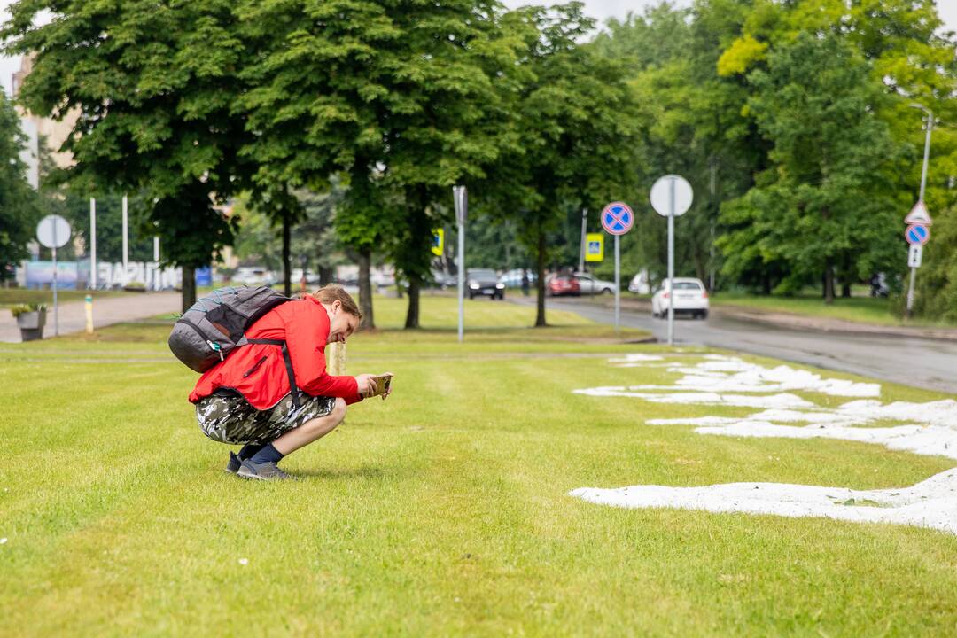 Liūtis ir kruša Kaune