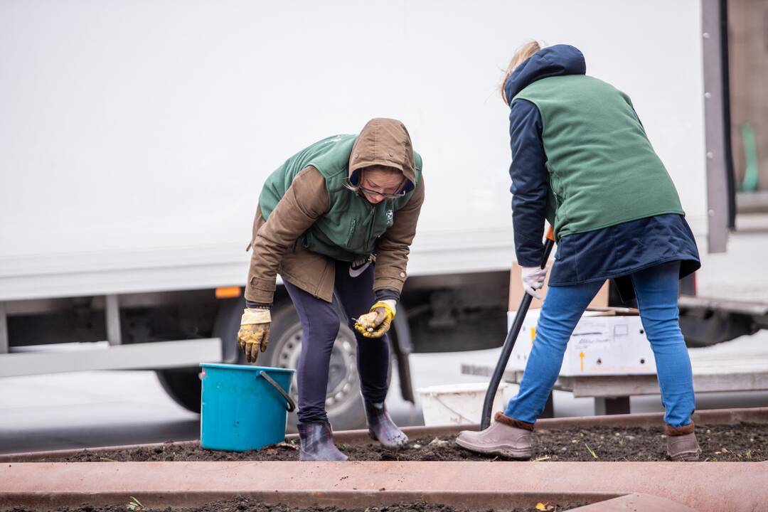 Gėlių klombas prie savivaldybės užpildys tūkstančiai svogūnėlių