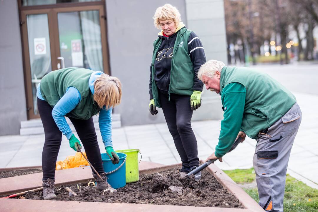 Gėlių klombas prie savivaldybės užpildys tūkstančiai svogūnėlių