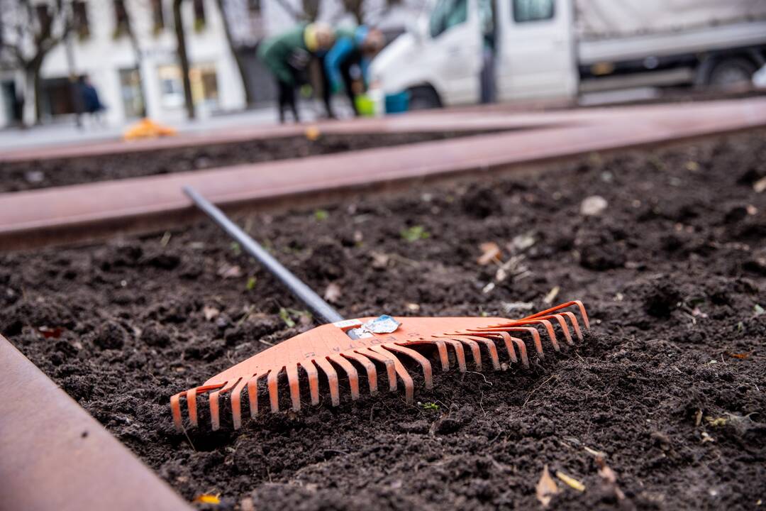 Gėlių klombas prie savivaldybės užpildys tūkstančiai svogūnėlių