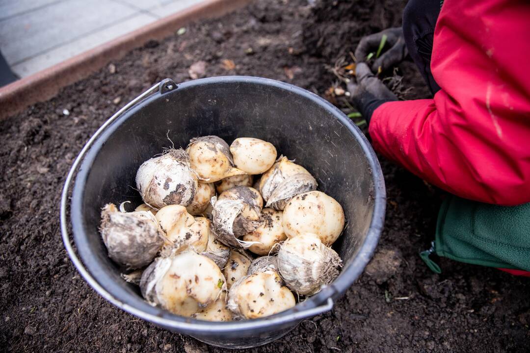 Gėlių klombas prie savivaldybės užpildys tūkstančiai svogūnėlių