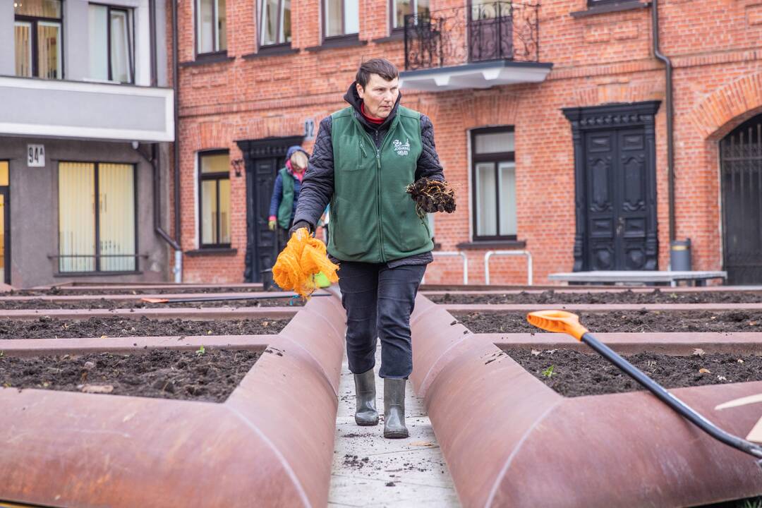 Gėlių klombas prie savivaldybės užpildys tūkstančiai svogūnėlių