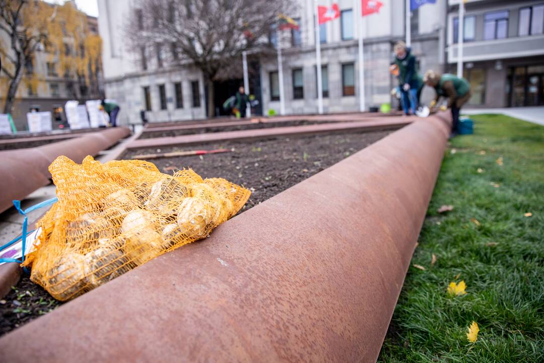 Gėlių klombas prie savivaldybės užpildys tūkstančiai svogūnėlių