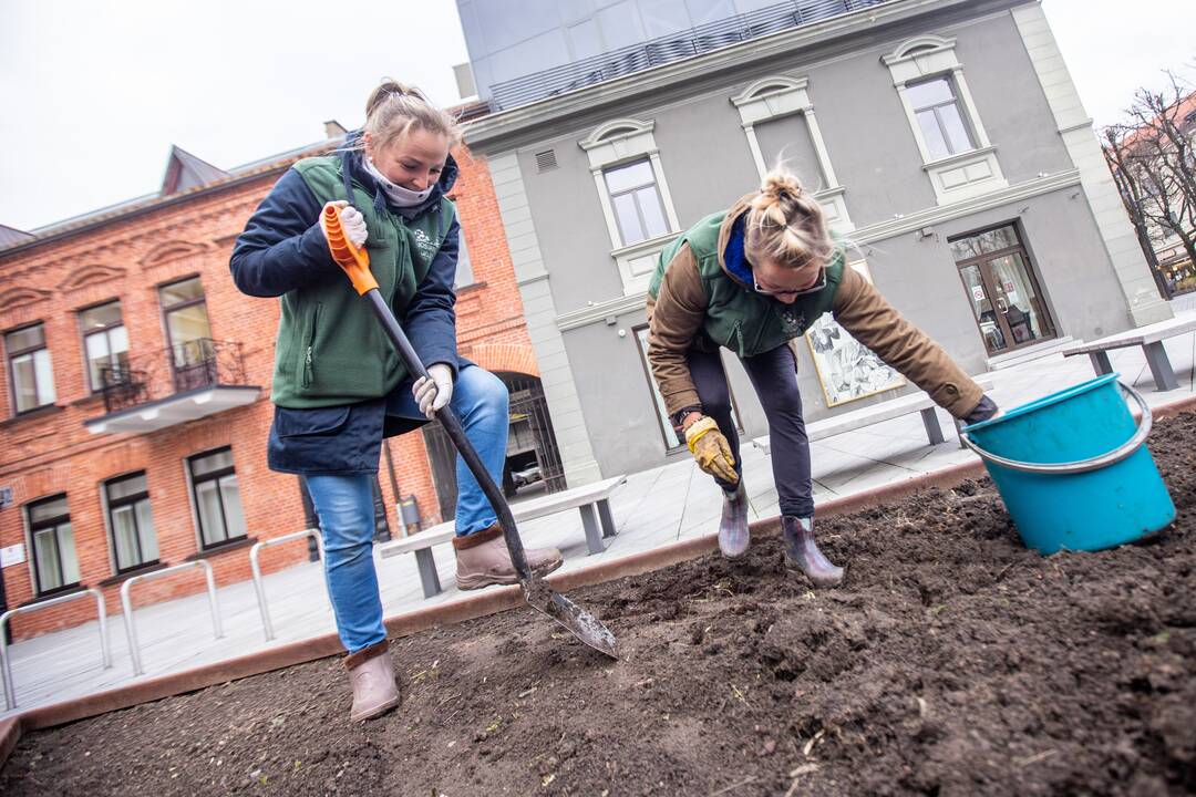 Gėlių klombas prie savivaldybės užpildys tūkstančiai svogūnėlių