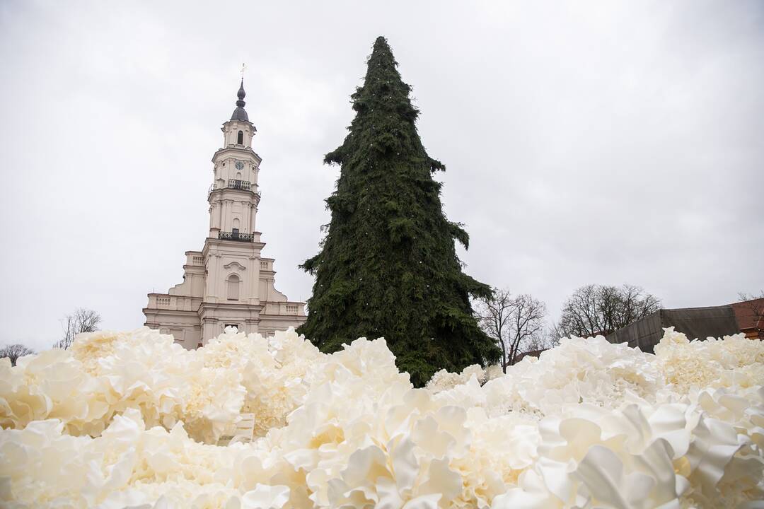 Rotušės aikštėje puošiama Kalėdų eglė