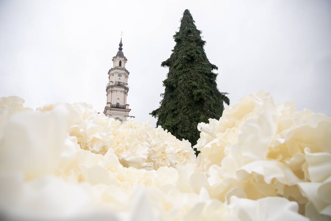 Rotušės aikštėje puošiama Kalėdų eglė